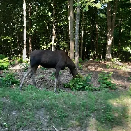 Zacisze Pod Brzozami *